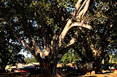 Huge Banyan tree around the Kakku pagoda compound. Shan State, Burma (Myanmar). 